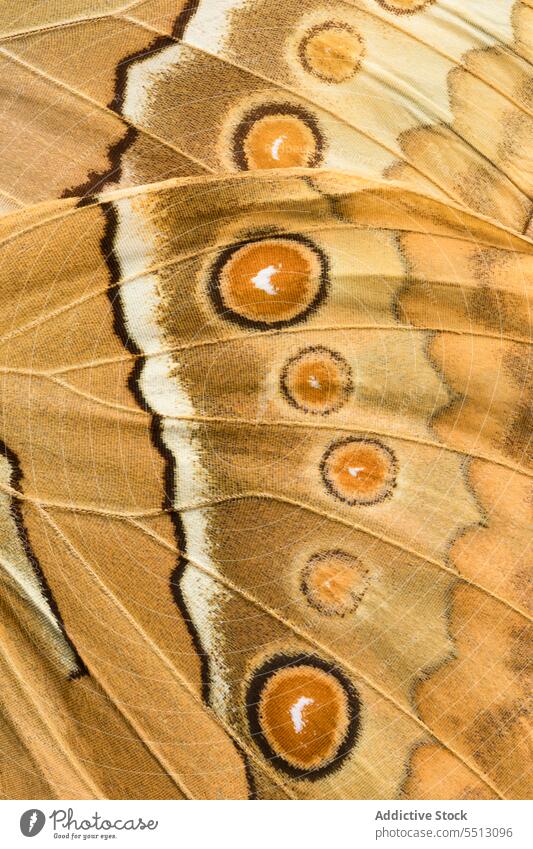 Bunte braune Flügel eines Schmetterlings mit runden Flecken Ornament Linie Textur natürlich Tierwelt Muster farbenfroh hell Insekt Farbe Detailaufnahme Fauna