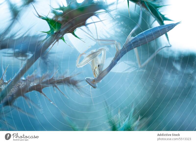 Empusa pennata Gottesanbeterin in grüner Pflanze in der Natur Kegelkopfschrecke Insekt Baum Zweig Tier Park Tierwelt Lebensraum Fauna Ast Wald Arthropode