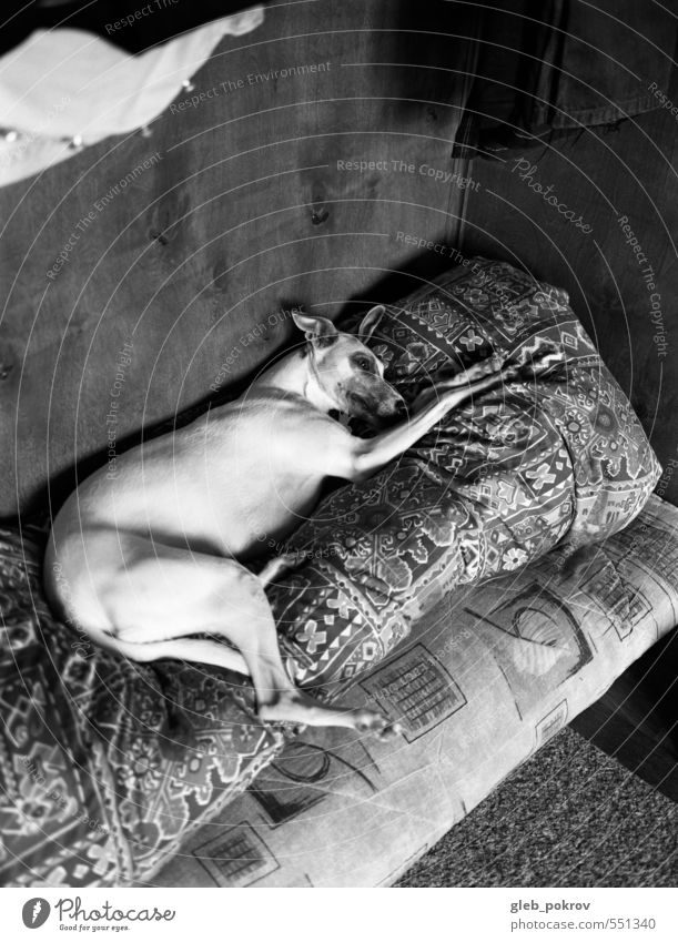 Doc #qeen Haustier Hund 1 Tier Denken schlafen warten Whippet Schwarzweißfoto Innenaufnahme Menschenleer Freisteller Hintergrund neutral Tag
