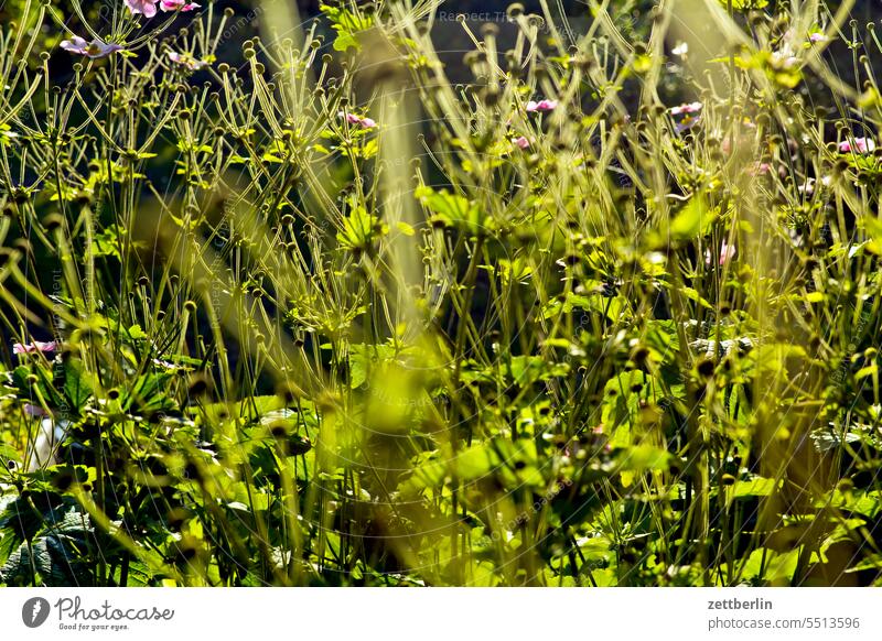 Herbstanemonen staude blume herbstanemone Anemone hupehensis zweig tiefenschärfe textfreiraum strauch sonne sommer schrebergarten saison ruhe pflanze