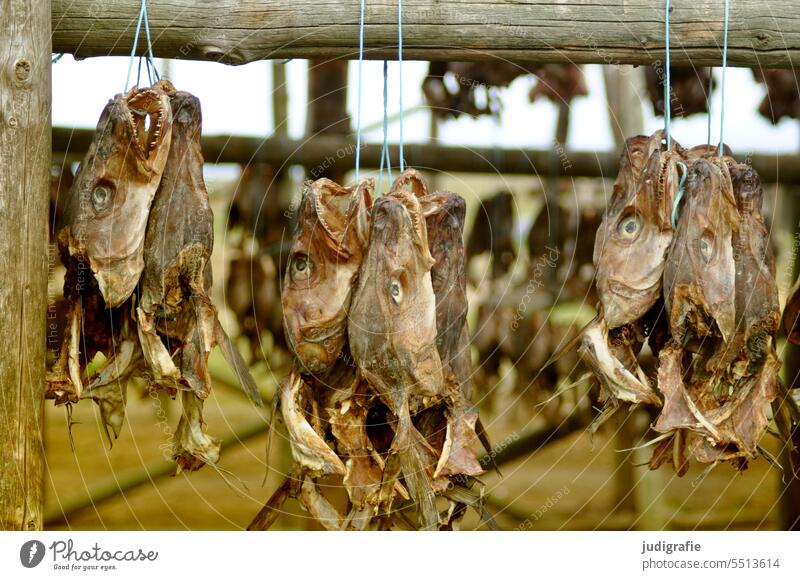 Island Fischtrockengestell Trockengerüst Trockenfisch Stockfisch Fischkopf Ernährung Lebensmittel Tier hängen gruselig Tod trocknen Fischfang