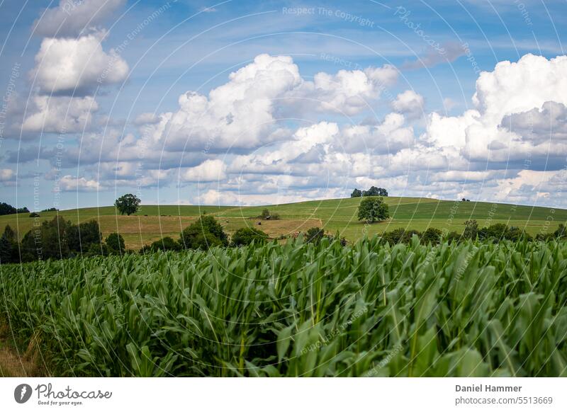 Maisfeld im Vordergrund, im Hintergrund Hügelland, grüne Wiesen / Weiden, vereinzelte Bäume, blauer Himmel mit Quellwolken. Sommer Feld Landwirtschaft Pflanze