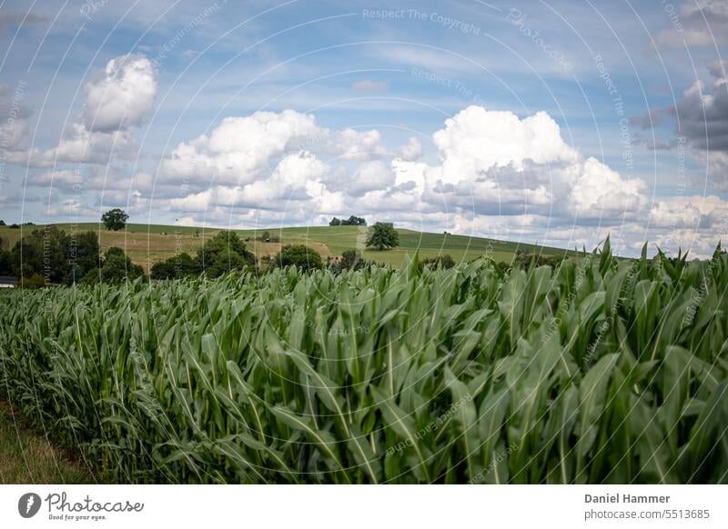 Maisfeld im Vordergrund, im Hintergrund Hügelland, grüne Wiesen / Weiden, vereinzelte Bäume, blauer Himmel mit Quellwolken. Sommer Feld Landwirtschaft Pflanze