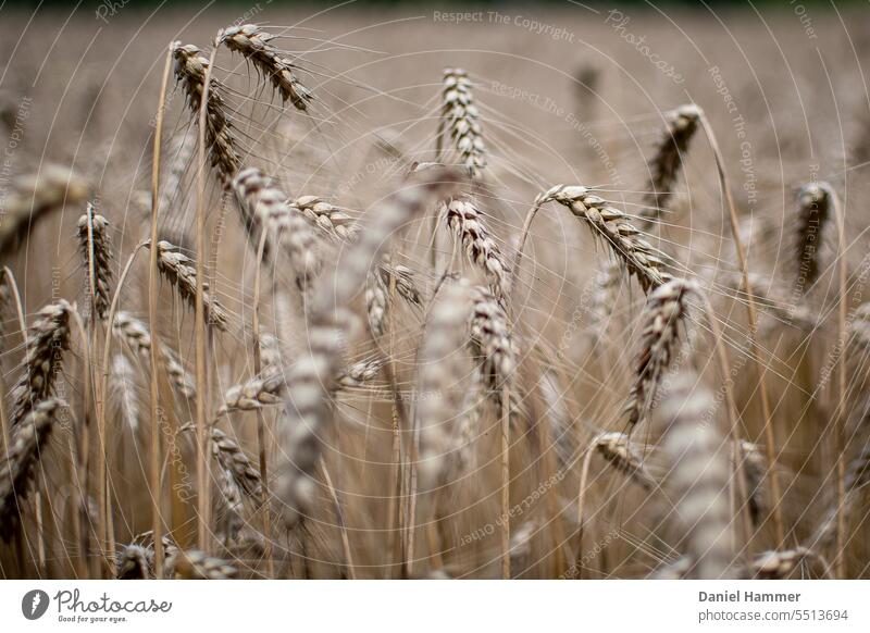 Getreidefeld kurz vor der Ernte im Sommer an einembewölktem Tag kurz vor einem Regenschauer. unser täglich Brot regionaler Anbau regionale Produkte Umwelt