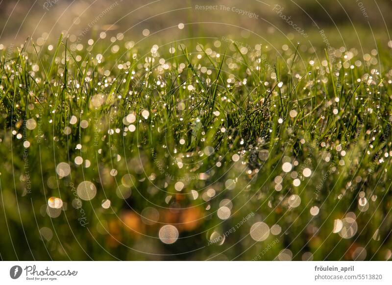 Tropfenkreise | Wiese mit Tau | Drinkje bei Inkje Wassertropfen Gras grün Morgen Frühling Natur nass frisch Nahaufnahme Pflanze Außenaufnahme