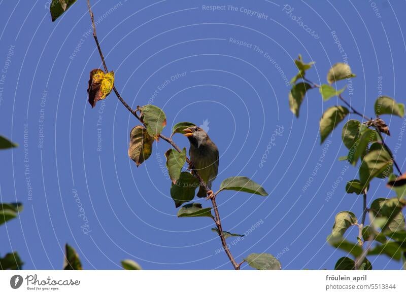 Aussicht | Sperling auf einem Ast des Quittenbaums bei blauem, wolkenlosem Frühherbsthimmel Spatz Vogel Quittenblatt Natur Tier Wildtier klein natürlich Herbst