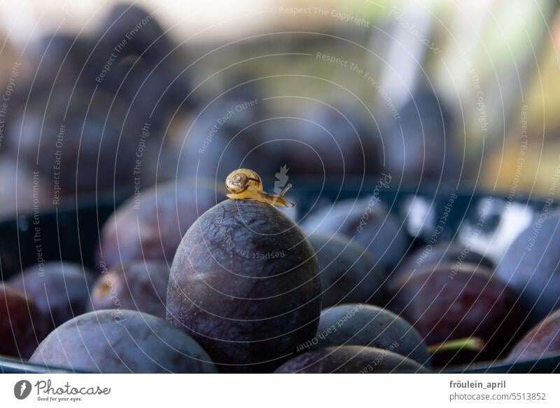 Pflaume oder Zwetschge?  | kleine Schnecke auf einer leckeren blauen Herbstfrucht Pflaumen Zwetschgen Frucht Obst saftig reif Lebensmittel süß Bioprodukte Natur