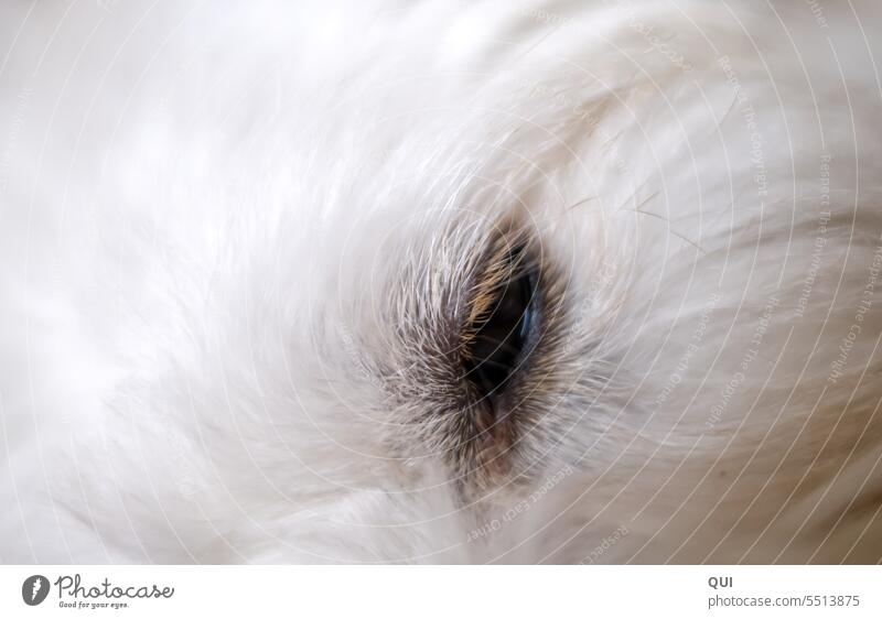 Hunde..Augen..Blick Fell weiß Tier Hundeblick Haustier niedlich Havaneser Struktur Mittelpunkt beobachten nachdenklich Kontrast schön Vertrautheit Tierliebe