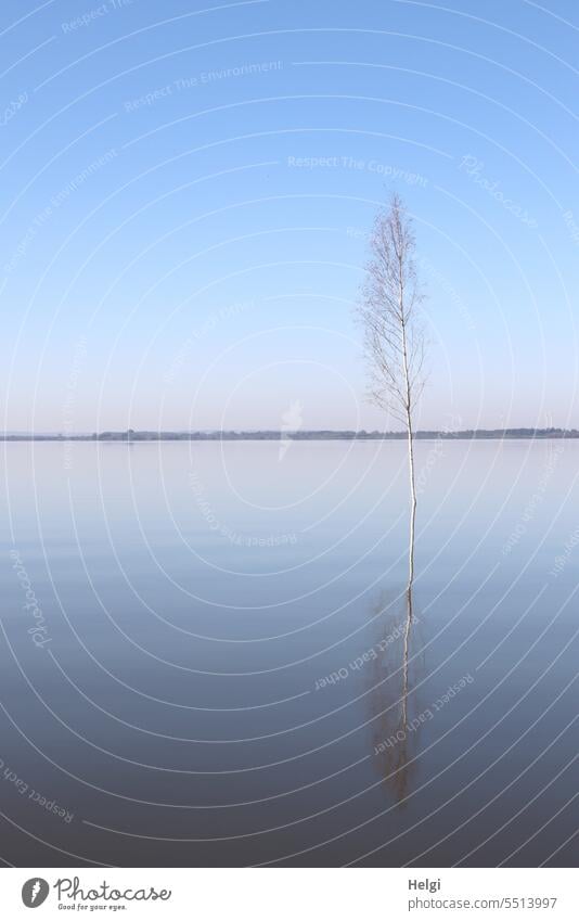 morgendliche Stille am See Dümmer See Wasser Wasseroberfläche Baum Birke Spiegelung Wasserspiegelung Horizont Himmel Ruhe doppelt Morgenstimmung