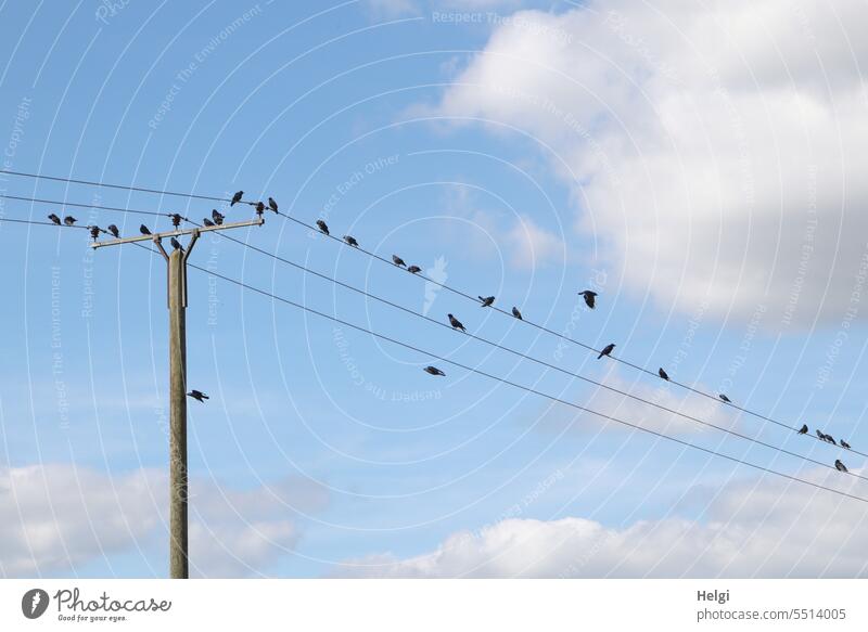 viele Krähen rasten auf Stromleitungen, einige fliegen umher Vögel Rabenvogel Spätsommer Mast Himmel Wolken schönes Wetter sitzen Rabenvögel Tier Natur schwarz