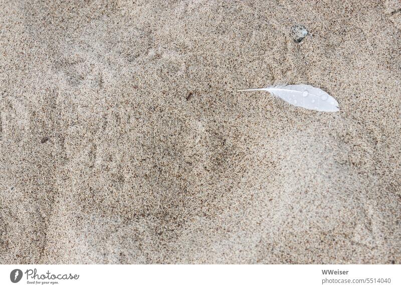 Eine Feder und viele Fußspuren verraten, dass Vögel durch den feuchten Sand gelaufen sind Strand Spuren Vogel Abdrücke Füße durcheinander gehen suchen verloren