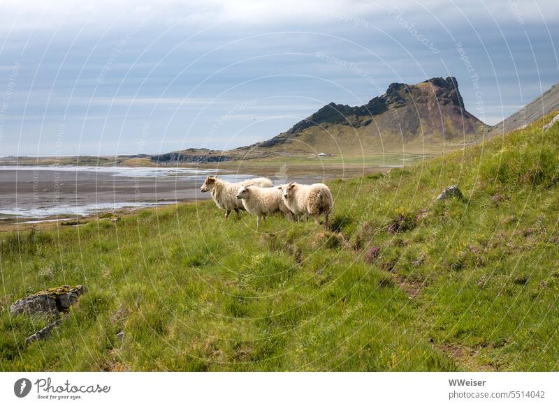 Drei Schafe bilden eine hübsch blökende Chorus Line in der isländischen landschaft Landschaft Island Küste Wiese Nutztiere Wolle sonnig Panorama Berge Pfad