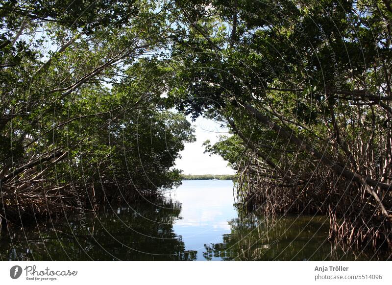 Mangrovenallee vor Key Largo in Florida mit Baumkronen und Wasserreflexionen Mangrovenwälder Ökotourismus Florida Keys tropisch Salzwasser-Florida-Mangroven