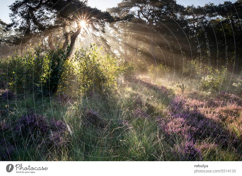 dramatische Sonnenstrahlen im nebligen Wald mit Heideblüten Heidekraut Nebel Sonnenaufgang Strahlen Sonnenlicht Sonnenschein Morgendämmerung früh Leng Blütezeit