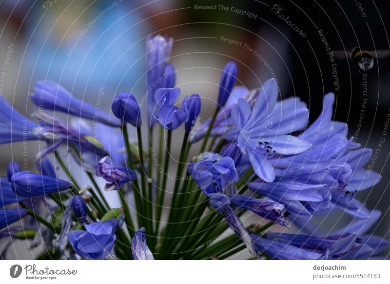 Eine wunderschöne Farbe  hat die Schmucklilie Blütenblätter natürlich Blume Natur Pflanze Schönheit Flora Zerbrechlichkeit dekorativ blau romantisch Sommer