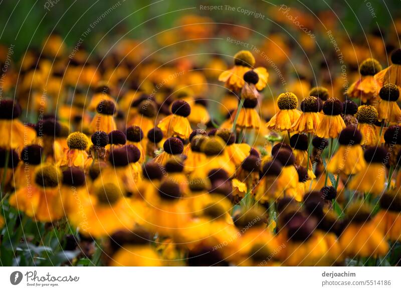 Ganz viele : Purpur Sonnenbraut Blumenbeet Blüte Farbfoto Blühend Tag Menschenleer Pflanze Außenaufnahme Sommer Nahaufnahme Schönes Wetter Sonnenlicht Wachstum