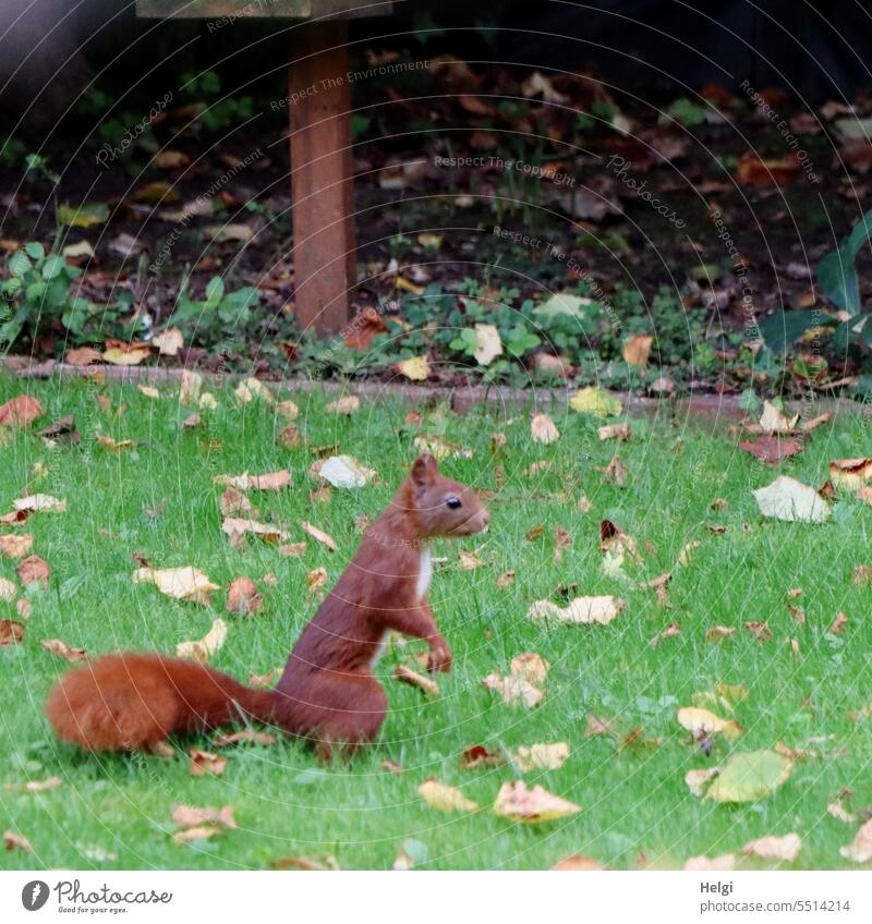 rotes Eichhörnchen auf Futtersuche im Garten Tier Nagetier Gras Wiese Laub Blatt Wildtier Natur niedlich Außenaufnahme klein Farbfoto Neugier Menschenleer