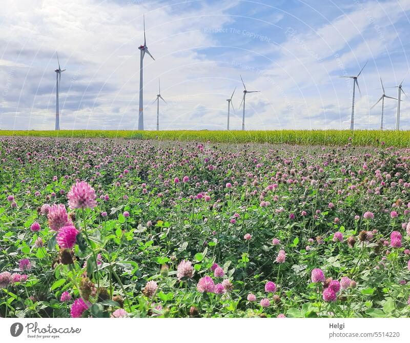 Landwirtschaft trifft Windkraft Rotklee Feld Acker Futterpflanze Blüte Kleeblüte rosa Senf Senfpflanze Senfblüte gelb Windräder Windkraftanlagen Windpark