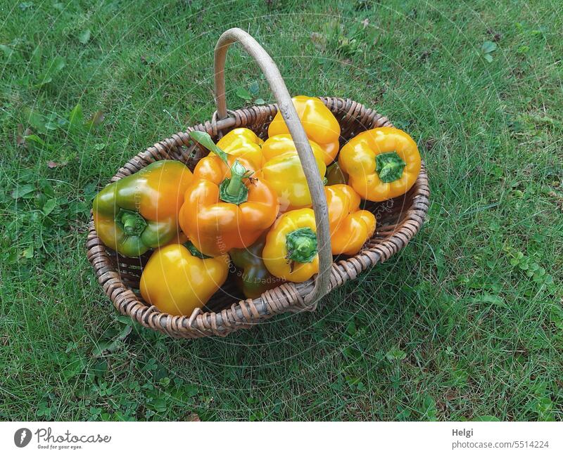 ganz frisch ... Paprika gelbe Paprika Frucht Gemüse eigene Ernte Bio Bioprodukt Gesundheit Lebensmittel Ernährung Gesunde Ernährung Vegetarische Ernährung