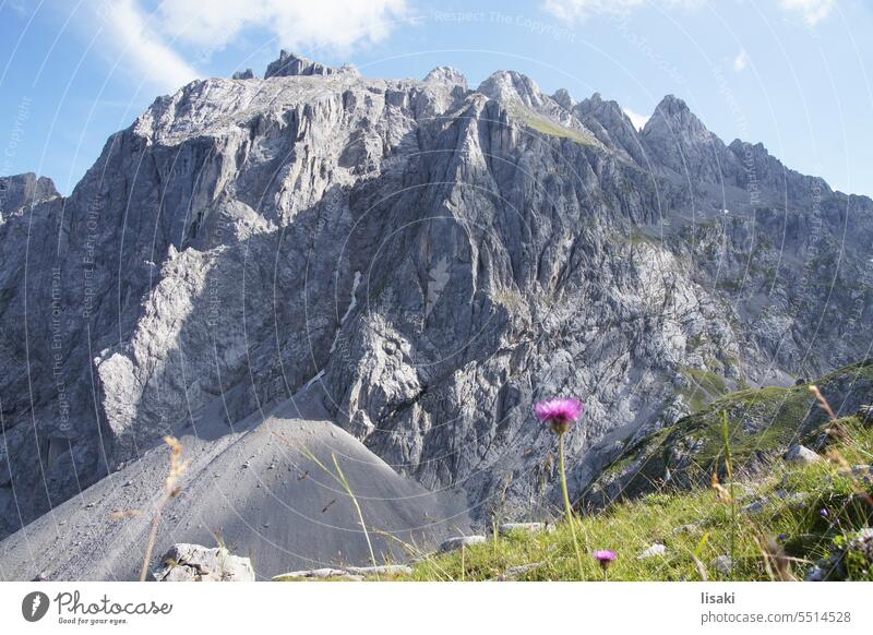 Blick auf Hochkönig Berg Alpen Wandern Landschaft Blume Österreich Natur Felsen
