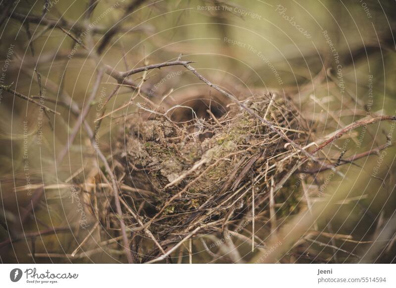 Leeres Vogelnest geschlüpft Vögel Nest Nestbau Natur Tier Umwelt natürlich behüten Nistplatz nisten bauen Familienplanung Baum Strauch Herbst Moos