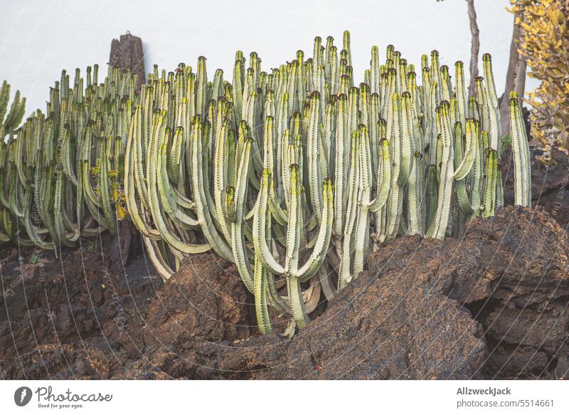 eine Gruppe von Kakteen auf Lavagestein Kaktus kaktuspflanze Pflanzen Pflanzenwelt grün gen himmel hinauf hoch aufwärts emporragend Wachstum wachsen wachsend