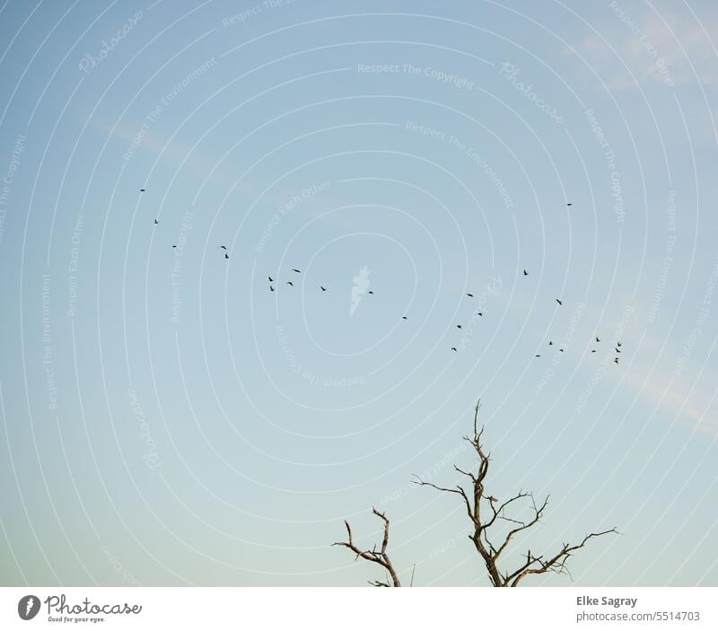 Vögelschwarm  am  morgendlichem Himmel Außenaufnahme Vogelschwarm Zugvogel Natur Tiergruppe Schwarm fliegen Vogelflug Formationsflug natürlich Zugvögel