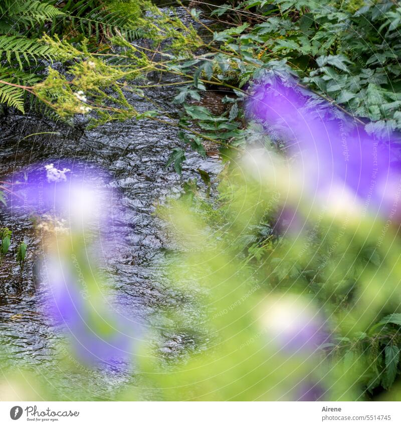 es ist doch immer alles im Fluss... Blumen geringe Tiefenschärfe Bach fließen Wasser Brücke Bepflanzung Blumenschmuck Vogelperspektive Natur grün lila violett