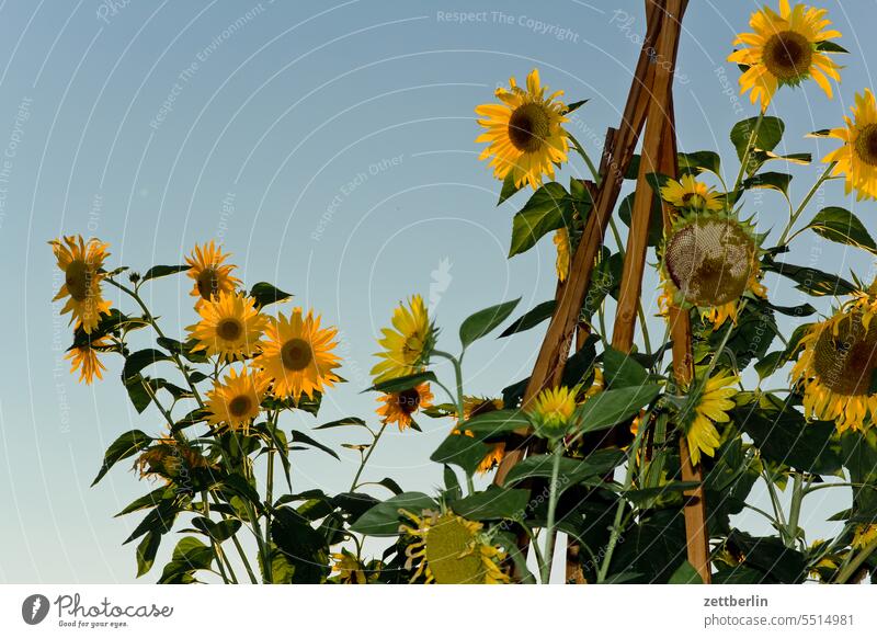 Sonnenblumen Helianthus annuus ast blühen blüte dämmerung erholung ferien garten himmel kleingarten kleingartenkolonie knospe korbblütler menschenleer