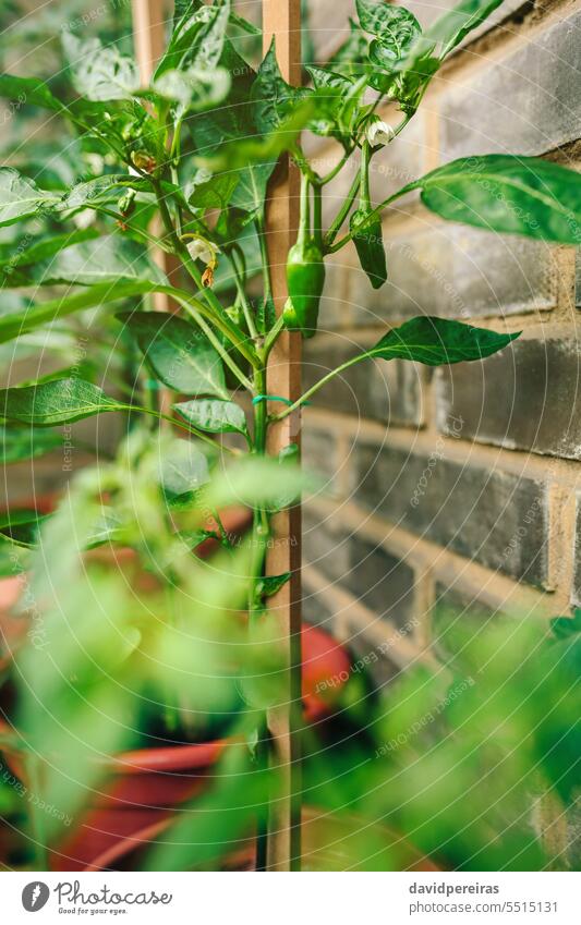 Grüne Paprika wachsen im Gemüsegarten auf dem Balkon grün Pflanzen Blatt Blätter urban Garten Frucht klein Topf Terrasse wachsend abschließen Detailaufnahme