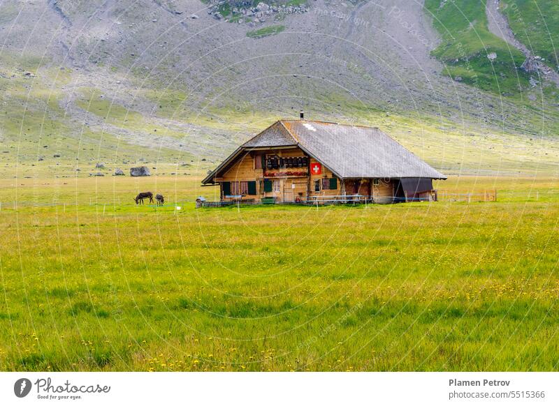 Traditionelles Bauernhaus auf der Engstligenalp, dem grössten Hochplateau der Westschweizer Alpen. Alpweide im Sommer mit blühenden Wildblumen. reisen Natur