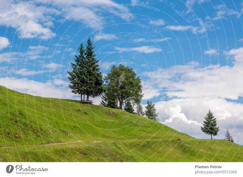 Tannenbäume auf dem grünen Hügel gegen schönen blauen Himmel mit weißen Wolken an sonnigen hellen Tag im Sommer. Scenic Berglandschaft in der Nähe des Dorfes Trins, Tirol, Österreich.