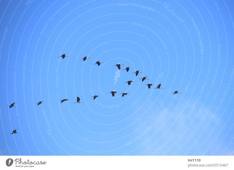 Kraniche Flugübungen für die große Reise Tiere Vögel Zugvögel Flugverhalten Anschluß suchen Koordination einfügen einreihen Himmel blauer Himmel