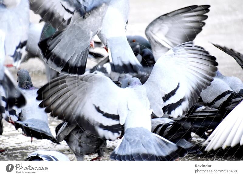 Eine Gruppe von Tauben auf meinem Grundstück grau Menschengruppe Tier Natur Flügel Feder Tierwelt Vogel groß Freiheit füttern Warten Zusammengehörigkeitsgefühl