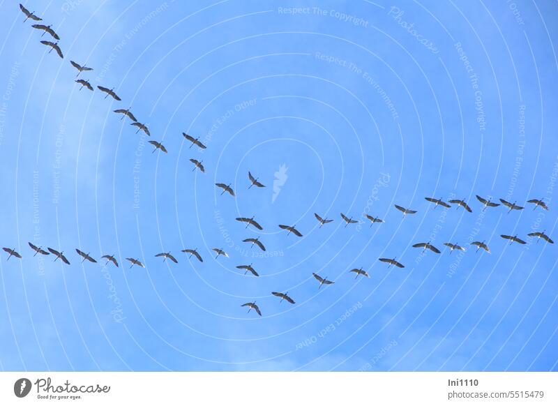 Kraniche - bald ziehen sie wieder in Richtung Süden Tiere Vögel Zugvögel Flugverhalten Anschluß suchen Koordination einfügen Himmel blauer Himmel