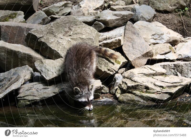 Ein Waschbär trinkt an einem Teich bezaubernd Tier Hintergrund schön braun niedlich trinken Trinkwaschbär Trinkwasser Umwelt Wald pelzig grau Säugetier Material