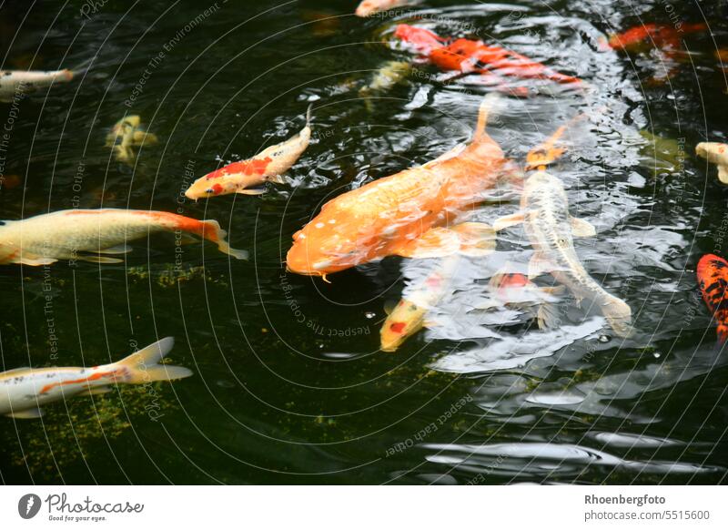 Koi-Karpfen in einem Fischteich orange unscharf schwimmen schwimmer beobachten groß angeln Farbfoto Schuppen Tier Schwimmen & Baden Tierporträt Außenaufnahme