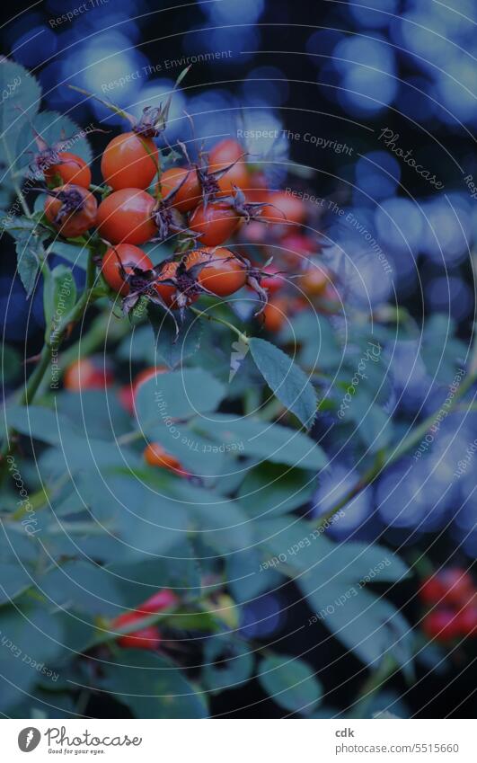 rote Hagebutten eines Wildrosenstrauchs in der bläulichen Dämmerung. Pflanze Natur Sträucher natürlich Frucht Blatt Herbst Jahreszeit Ernte Wildfrucht Vitamin C