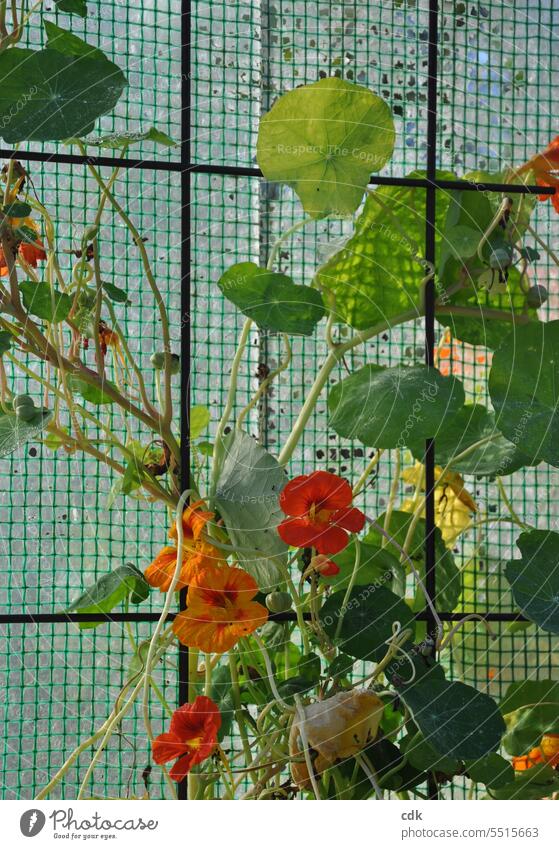 Blühende Kapuzinerkresse rankt an einem selbstgebauten Gewächshaus aus Plastikplanen hoch. Kapuzinerkresseblatt Blüte Blüten orange gelb Blütenblätter Natur
