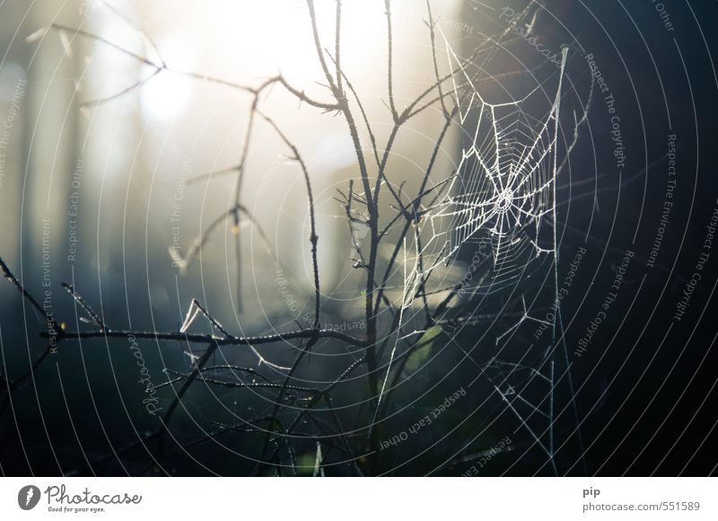 netzbetreiber Natur Sonnenlicht Herbst Schönes Wetter Ast Wald Spinnennetz dunkel gruselig Angst gefährlich Falle Netz Tier Insekt Farbfoto Gedeckte Farben