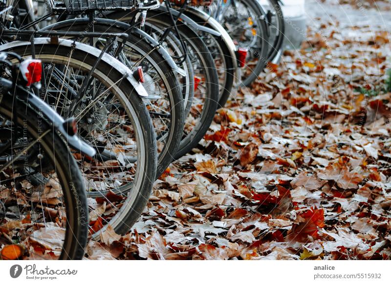 Geparkte Fahrräder mit Herbstlaub auf dem Boden Fahrrad Wagenräder Rad fallen Blatt Blätter Herbststimmung Herbstfärbung Jahreszeiten Herbstfarben Herbstwetter