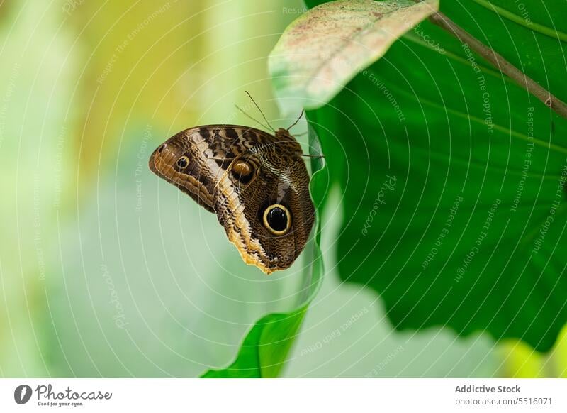 Niedlicher Schmetterling auf Blatt in der Natur sitzend Äsche Streifen Insekt Flügel Tier Kreatur Tierwelt Muster Fauna Umwelt wild zerbrechlich Bargeld