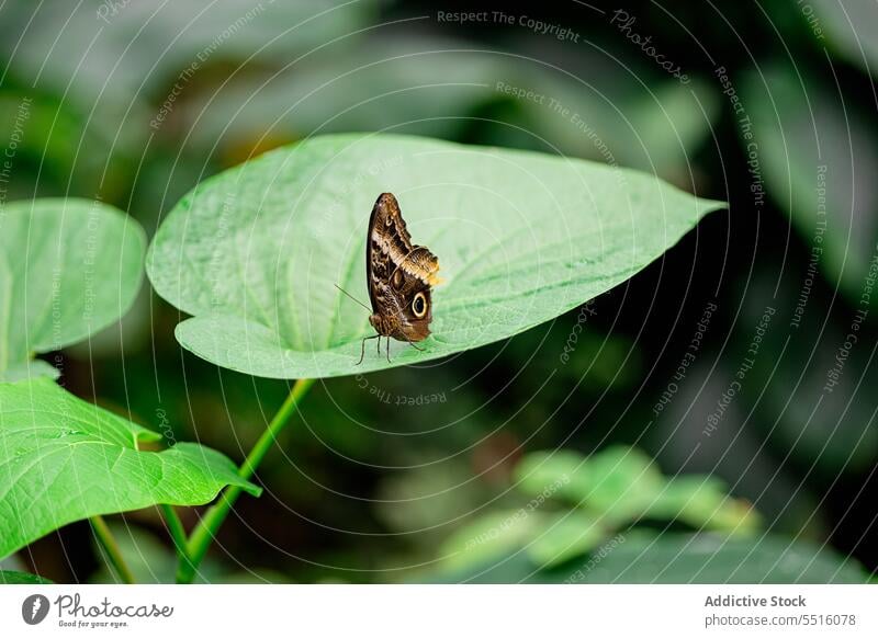 Niedlicher Schmetterling auf Blatt in der Natur sitzend Äsche Streifen Insekt Flügel Tier Kreatur Tierwelt Muster Fauna Umwelt wild zerbrechlich Bargeld
