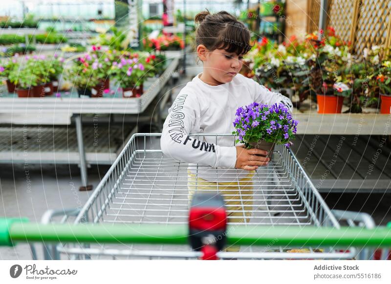 Niedliches Kind steht und trägt Topfblumen Pflanze im Gewächshaus Blume Handwagen führen eingetopft Sommer bezaubernd Wachstum grün Garten Gartenbau Botanik