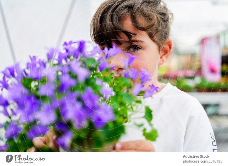 Nettes Kind hinter blühenden Blumen Topfpflanze in den Händen im Gewächshaus Mädchen Glockenblume Pflanze Blatt bezaubernd violett Sommer Garten grün Flora