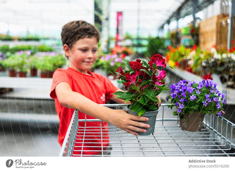 Niedliches Kind steht und trägt Topfblumen Pflanze im Gewächshaus Junge Blume Handwagen führen eingetopft Sommer Glück bezaubernd Wachstum grün Garten Gartenbau