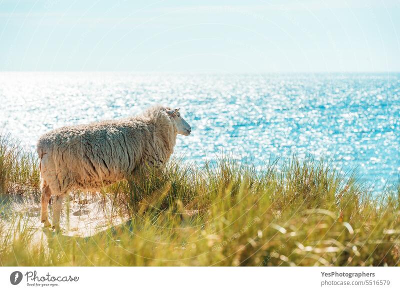 Sommerlandschaft auf Sylt mit Schafen auf den Strandhaferdünen Tier Herbst Hintergrund schön Schönheit blau hell Küste Küstenlinie Farbe Dunes leer Europa