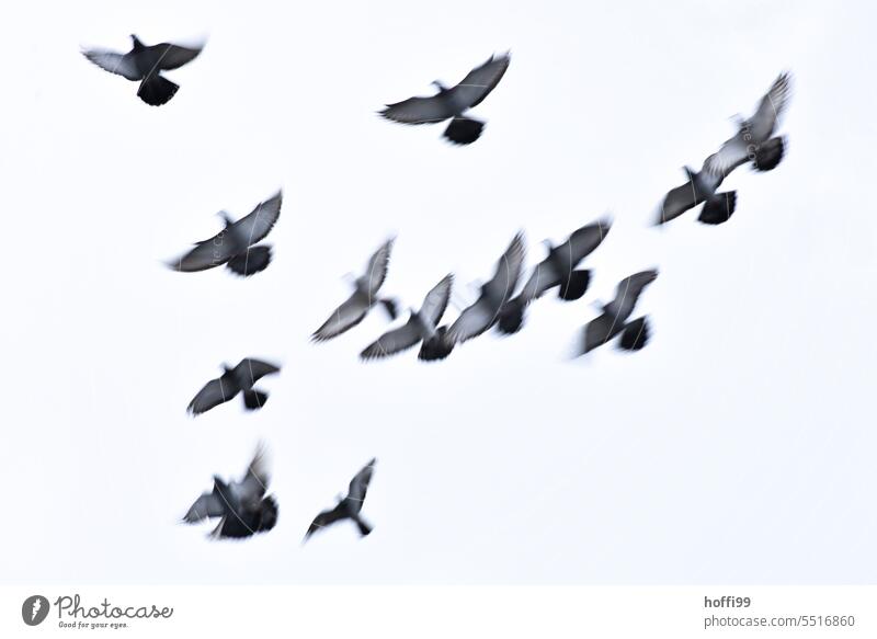 ein schemenhaft, unscharf, verschwommener Schwarm Tauben im Flug Bewegungsunschärfe fliegen Vögel Tiergruppe Vogel Himmel Freiheit Vogelschwarm frei Vogelflug