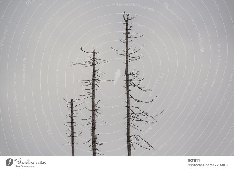 tote Bäume vor grauem Himmel, der Borkenkäfer zieht weiter Totholz Borkenkäferplage Baumsterben Baumstamm Waldsterben Klimawandel Zerstörung Umwelt Monokultur