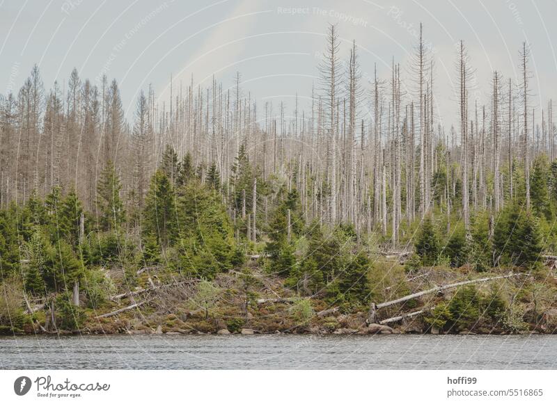 tote und kleine grüneBäume vor grauem Himmel, der Borkenkäfer zieht weiter Totholz Borkenkäferplage Baumsterben Baumstamm Waldsterben Klimawandel Zerstörung